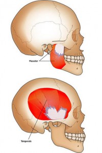 Masseter-and-temporalis-muscles_full_size_portrait